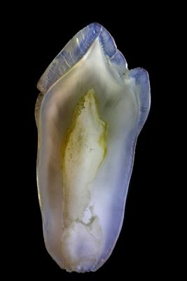 Corona dentaria biocompatibile ceramica piena di grande forma fisica EMAX