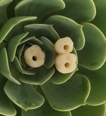 Gli impianti dentari di Endosseous incoronano