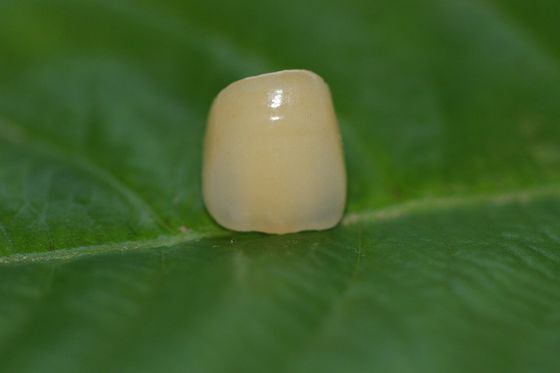 Corona dentaria di progettazione di biossido di zirconio ceramico pieno dentario ISO13485 del laboratorio per i denti anteriori